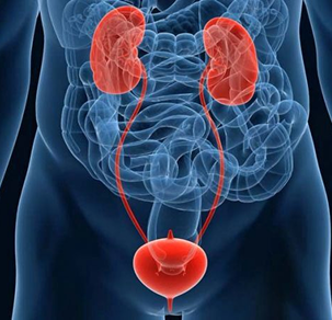 Cystolithotripsy